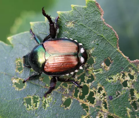 Popillia japonica