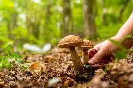 Raccolta funghi