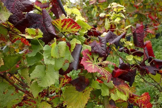 Flavescenza dorata